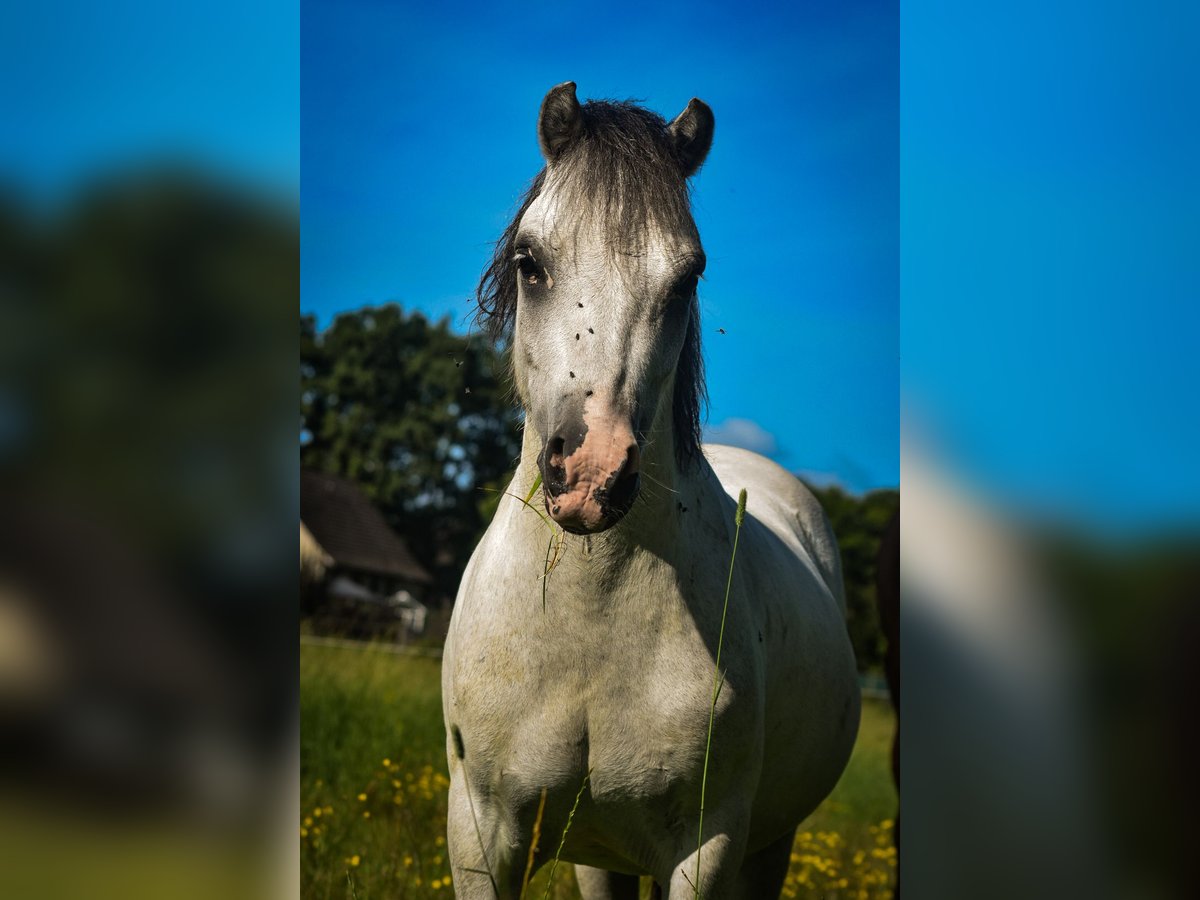 Welsh-A Mix Wallach 5 Jahre 115 cm Schimmel in L&#xFC;chow (Wendland)