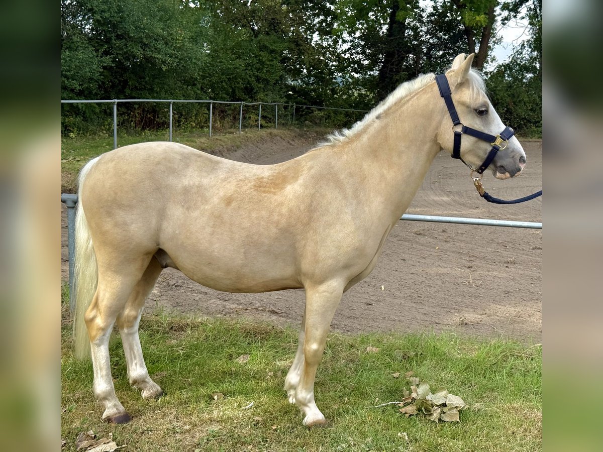 Welsh-A Wallach 5 Jahre 120 cm Palomino in Lindhorst