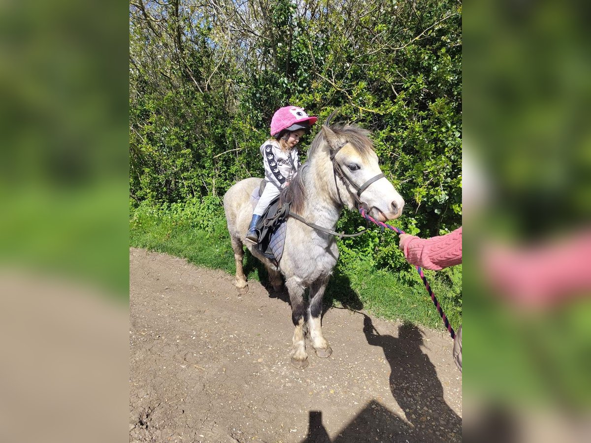 Welsh-A Wallach 5 Jahre 122 cm Roan-Red in Carlby, South Kesteven