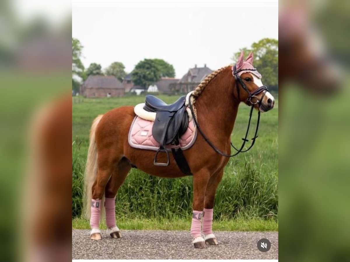 Welsh-A Wallach 6 Jahre 113 cm Fuchs in Tuitjenhorn