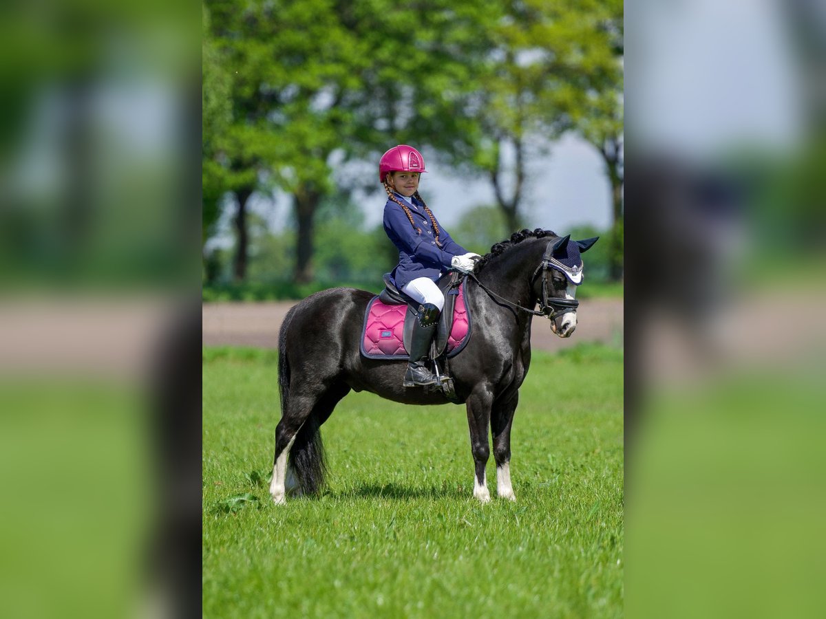 Welsh-A Wallach 6 Jahre 121 cm Rappe in Coevorden