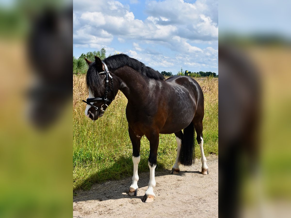 Welsh-A Wallach 6 Jahre 123 cm Rappe in Breukelen