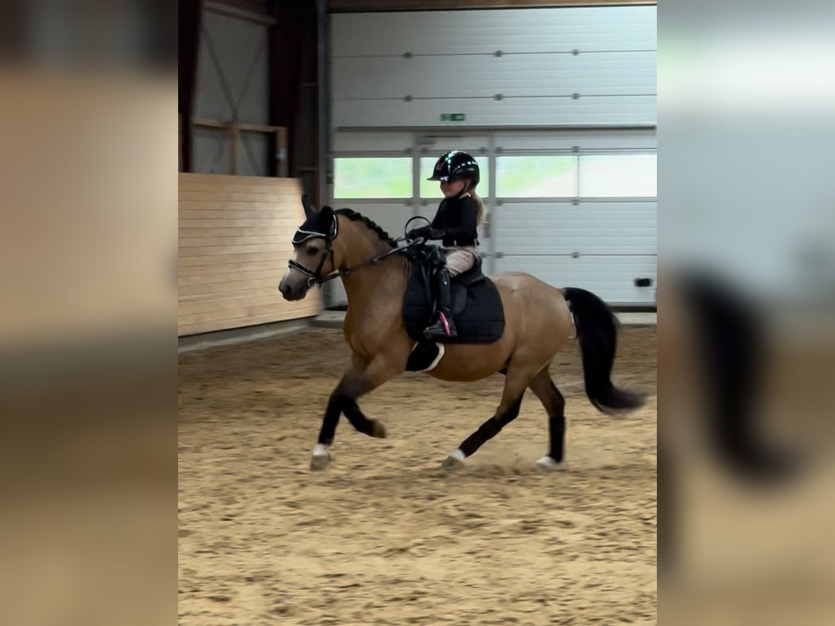 Welsh-A Wallach 7 Jahre 114 cm Buckskin in Middelfart