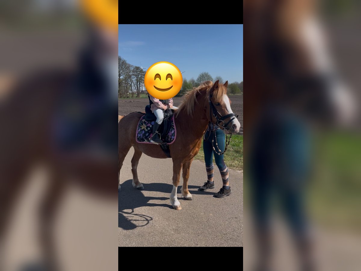 Welsh-A Mix Wallach 7 Jahre 120 cm Fuchs in Borstel