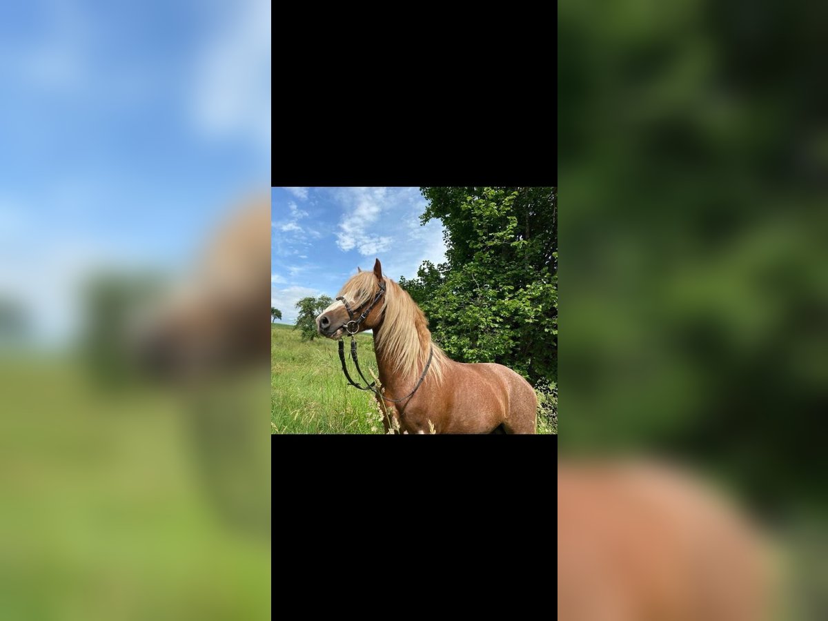 Welsh-A Wallach 7 Jahre 126 cm Fuchs in Riedlingen