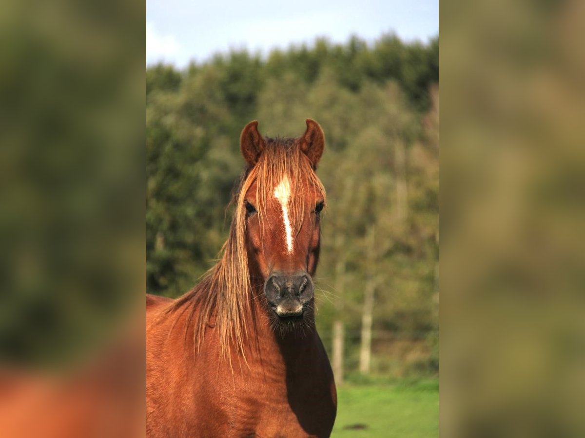 Welsh-A Wallach 8 Jahre 117 cm Brauner in Rockanje