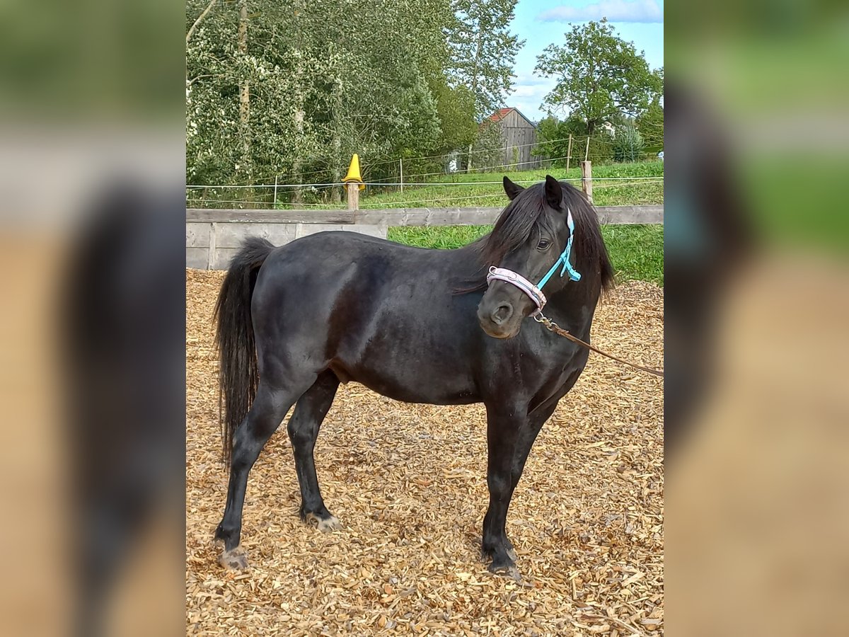 Welsh-A Wallach 8 Jahre 124 cm Rappe in Lauterbach Im Schwarzwald
