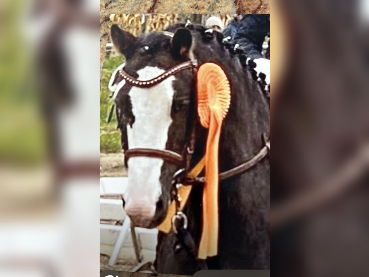 Welsh-A Mix Wallach 8 Jahre 128 cm Dunkelfuchs in Starnberg
