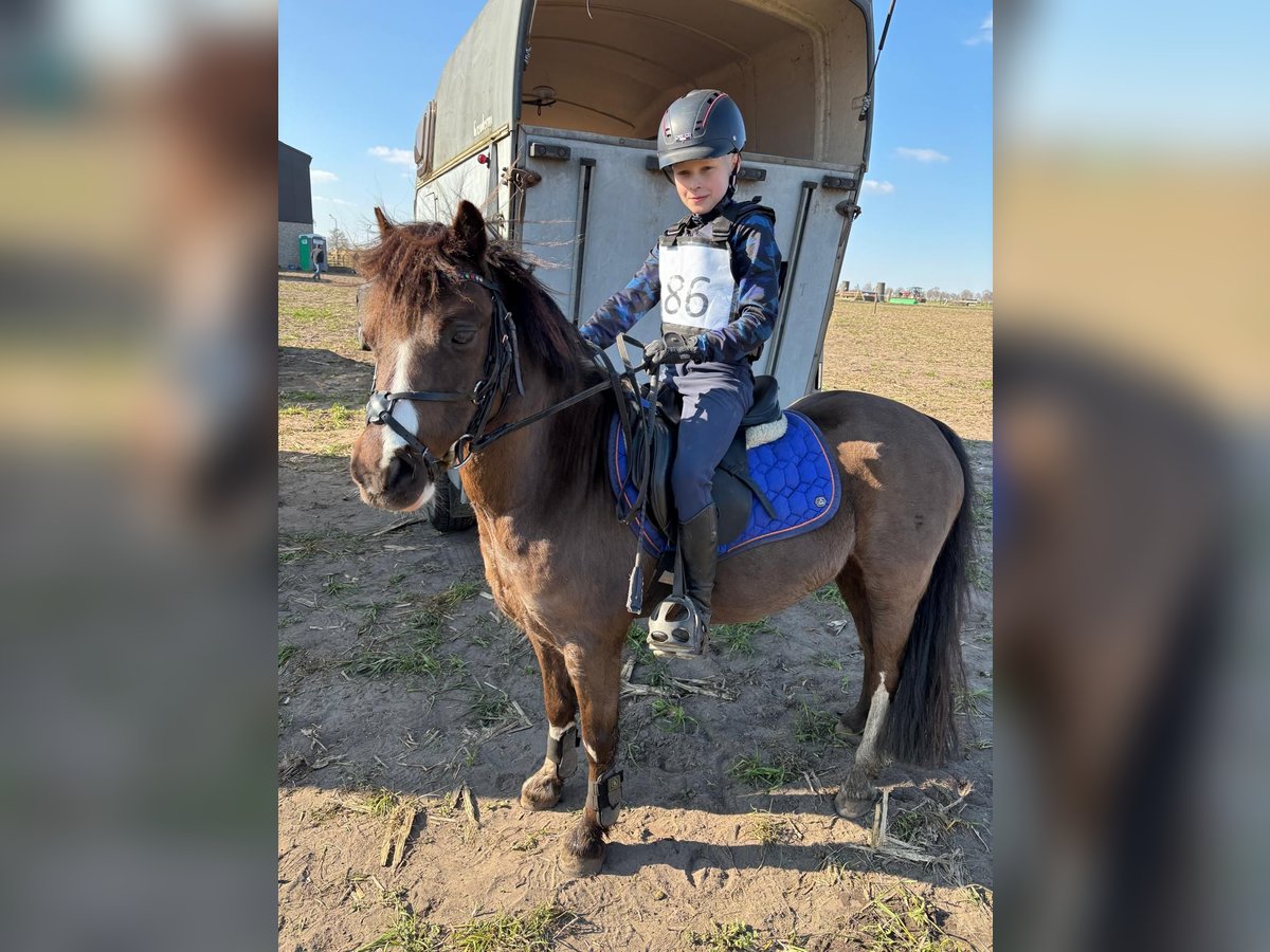 Welsh-A Wallach 9 Jahre 117 cm Rappe in Zegge