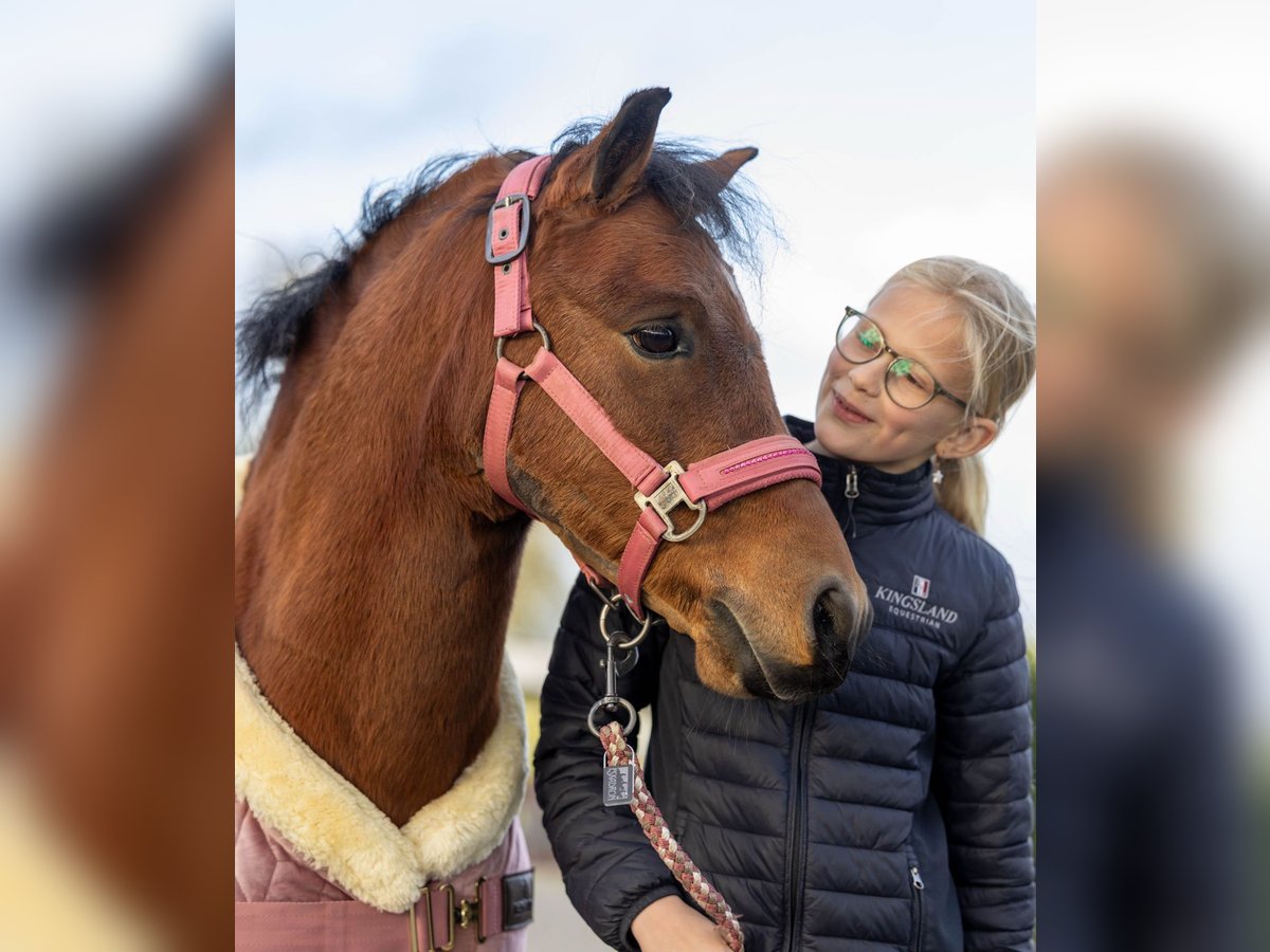 Welsh-A Wallach 9 Jahre 120 cm Roan-Bay in Elim