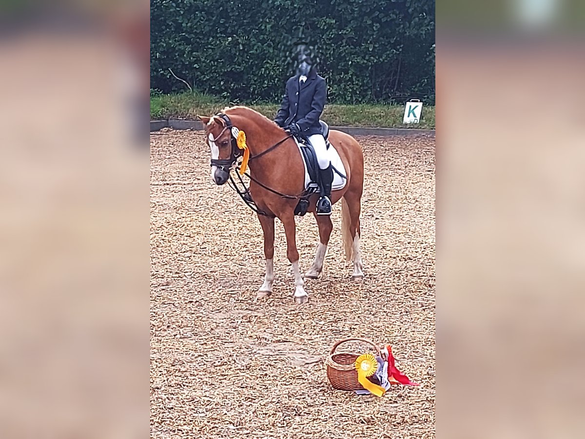 Welsh-A Wallach 9 Jahre 121 cm Fuchs in Neum&#xFC;nster