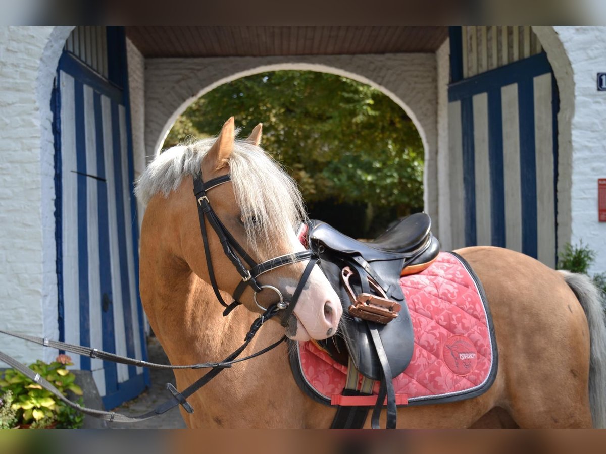 Welsh-B Castrone 10 Anni 130 cm Palomino in Grafenau