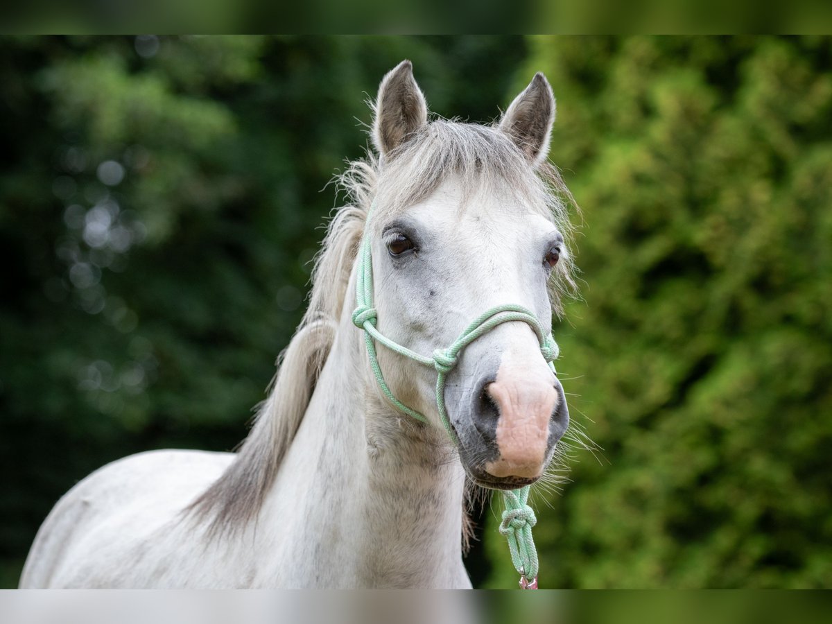 Welsh-B Mix Castrone 12 Anni 130 cm Grigio pezzato in Essen