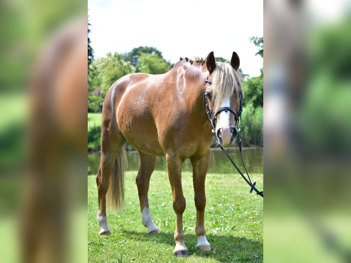 Welsh-B Castrone 14 Anni 138 cm Sauro in Klein Wittensee