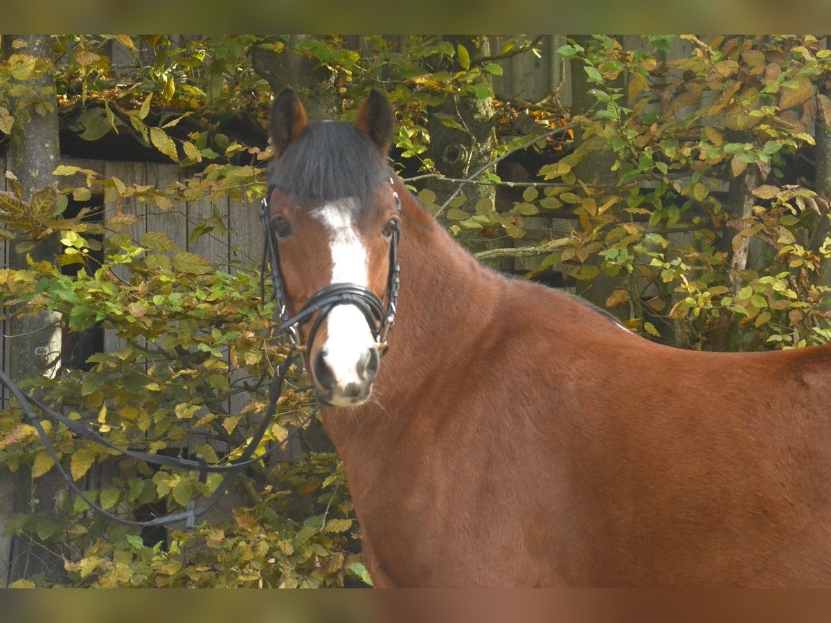 Welsh-B Castrone 15 Anni 138 cm Baio in Würzburg