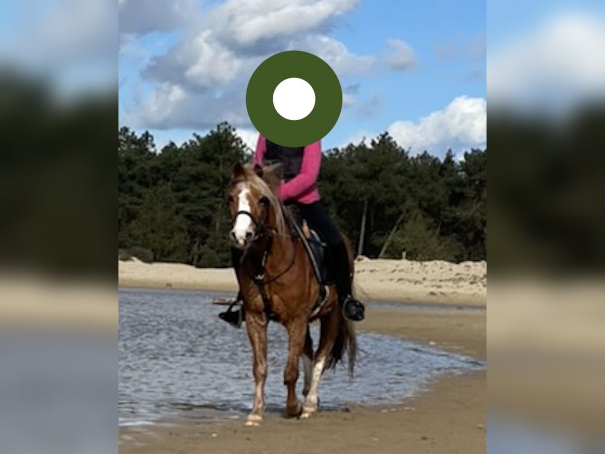 Welsh-B Castrone 17 Anni 127 cm Sauro in Loon op Zand