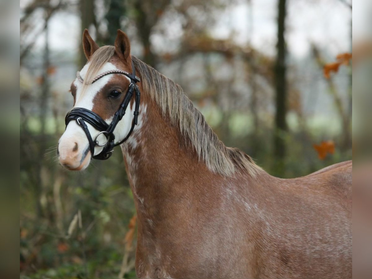 Welsh-B Castrone 2 Anni 125 cm Sauro in Aalten