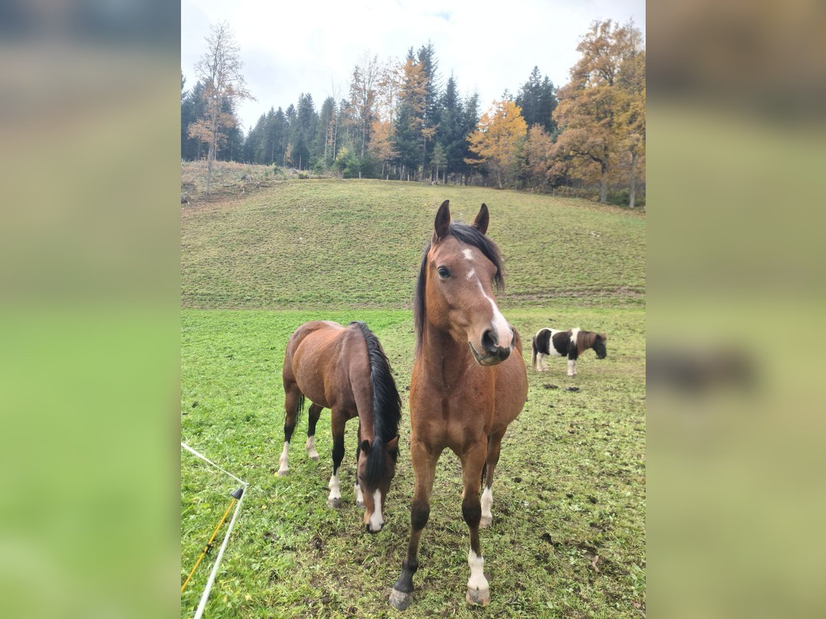 Welsh-B Castrone 2 Anni 130 cm Baio nero in Ramsau am Dachstein