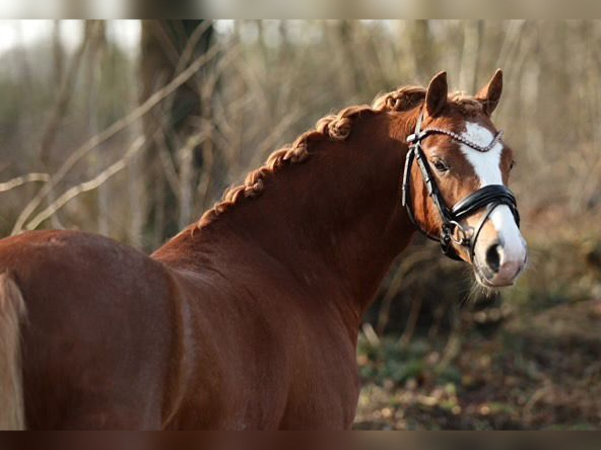 Welsh-B Castrone 3 Anni 125 cm Sauro scuro in Helmond