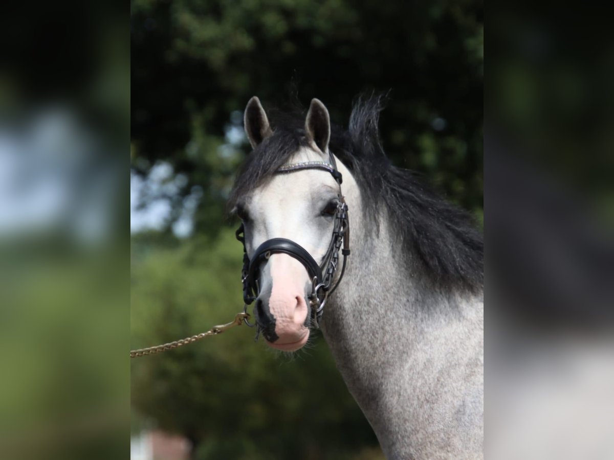 Welsh-B Castrone 4 Anni 125 cm Grigio in Holten