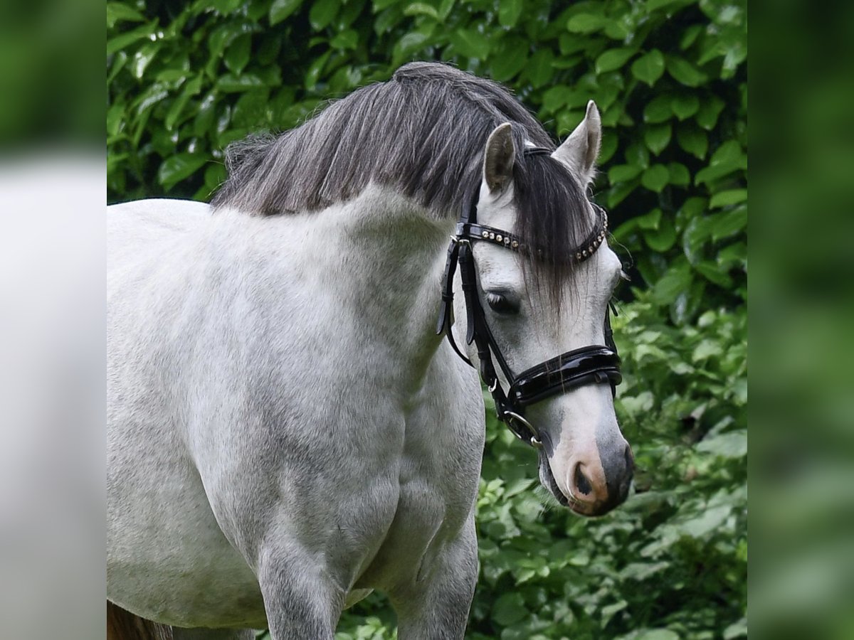 Welsh-B Castrone 4 Anni 126 cm Grigio in Zutphen