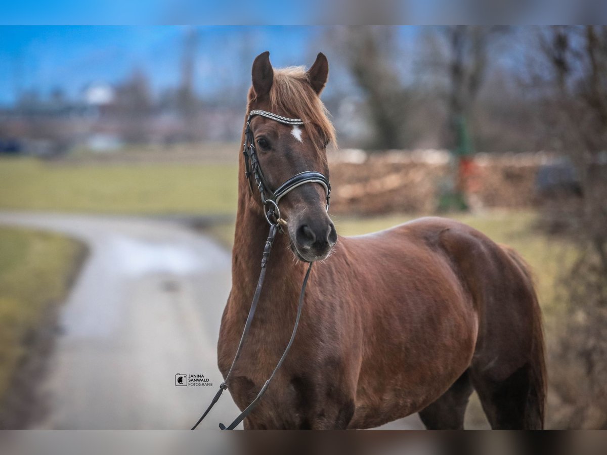 Welsh-B Castrone 4 Anni 138 cm Sauro scuro in Schlins