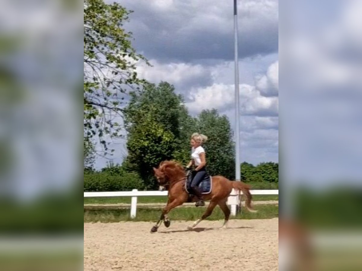 Welsh-B Castrone 5 Anni 136 cm Sauro in Sendenhorst