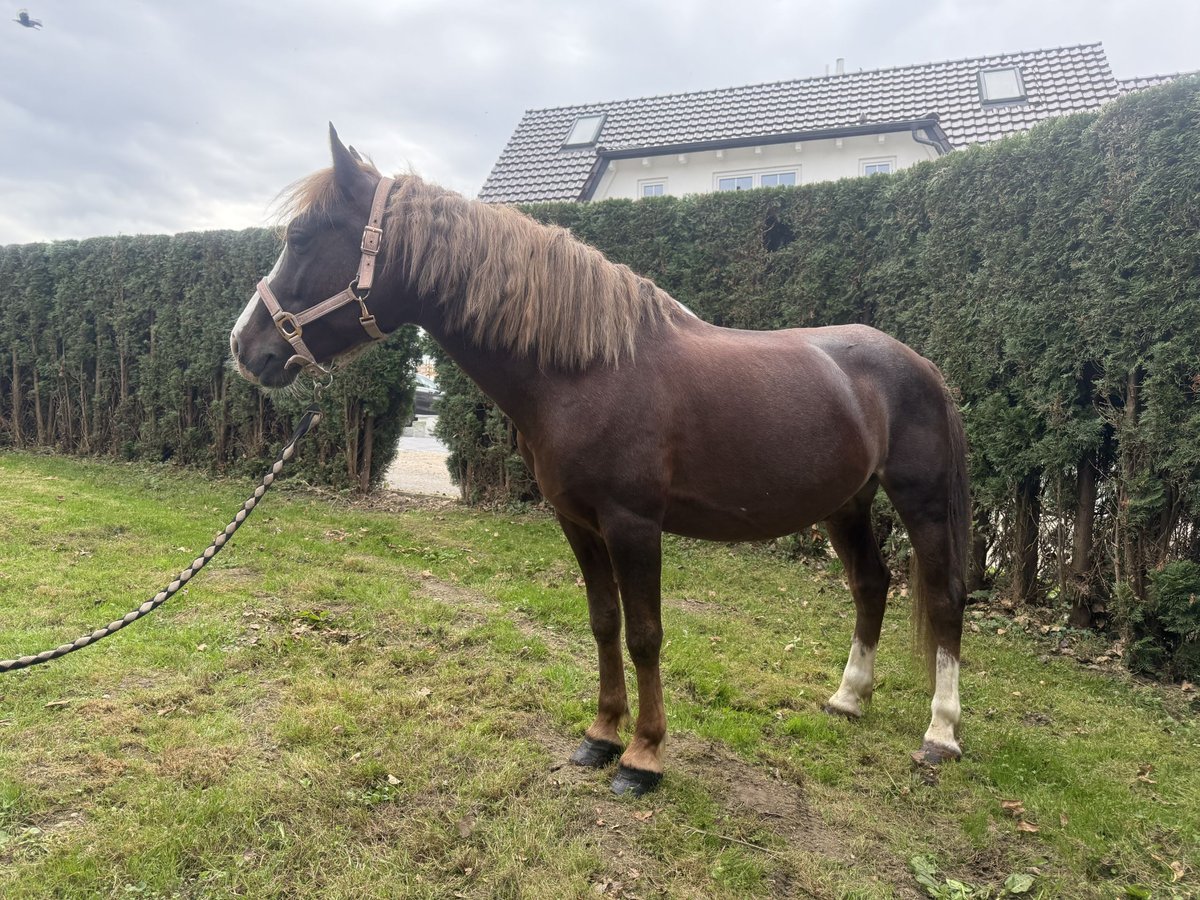 Welsh-B Castrone 6 Anni 140 cm Sauro scuro in Aichach