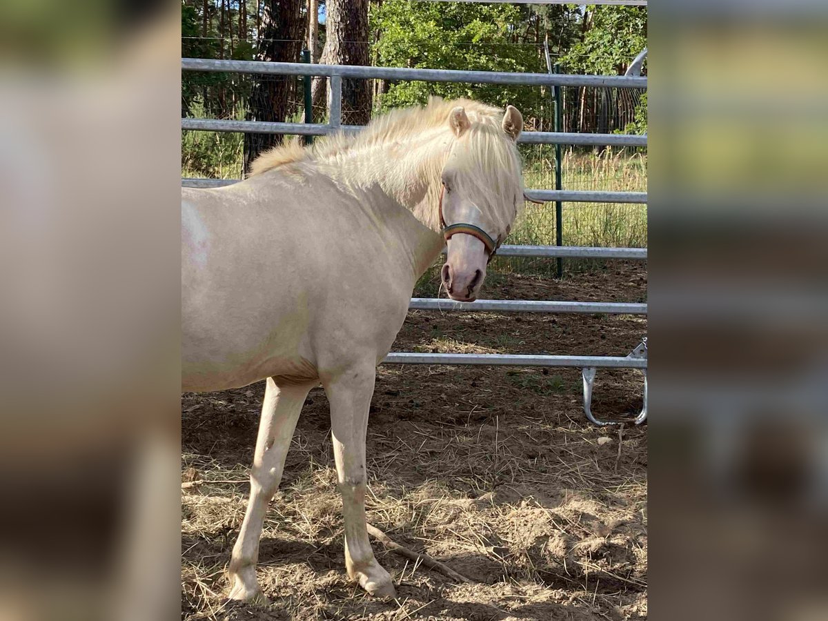 Welsh-B Castrone 8 Anni Cremello in Herzberg