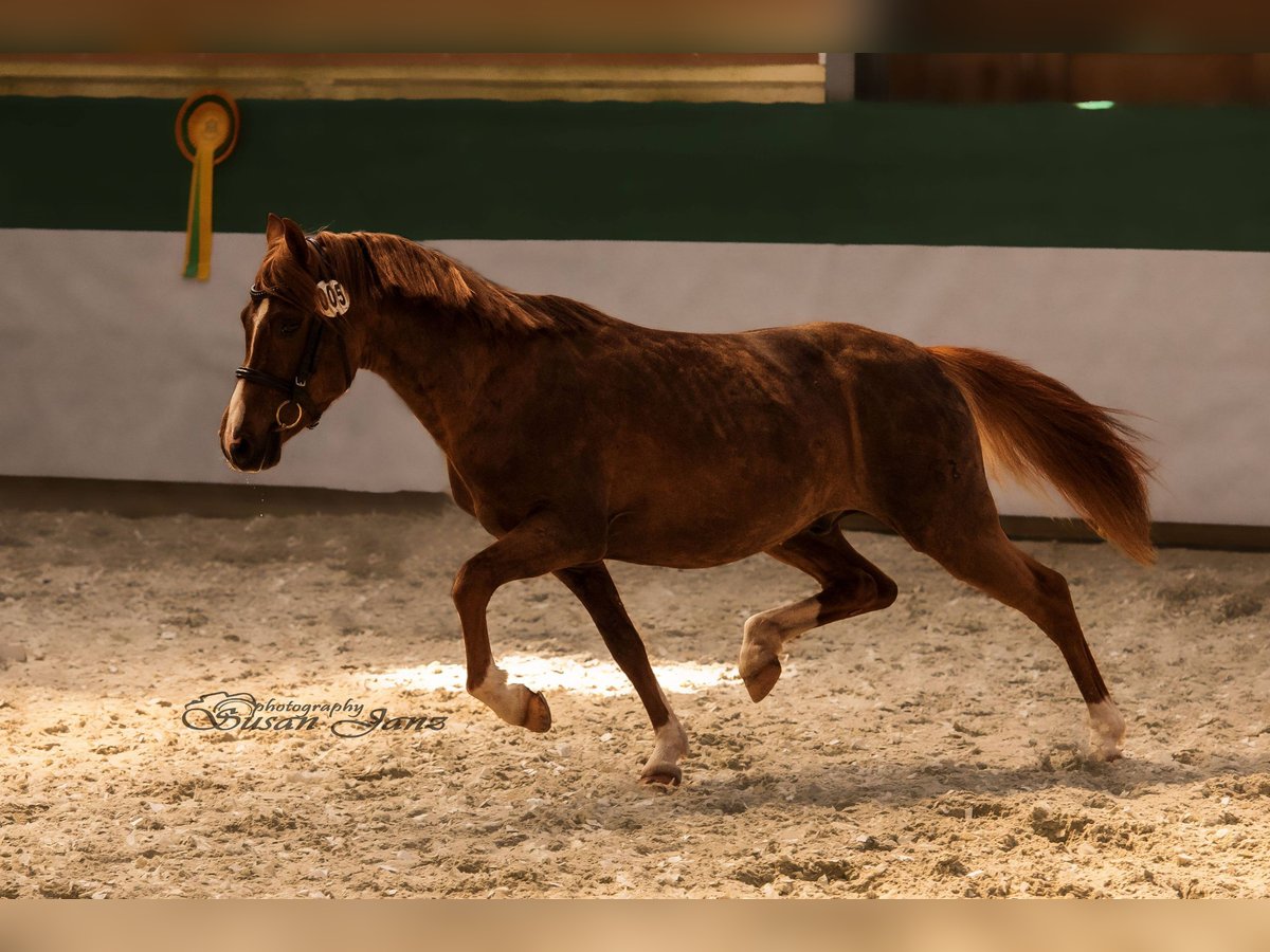 Welsh B Étalon 11 Ans 137 cm Alezan in Erpolzheim