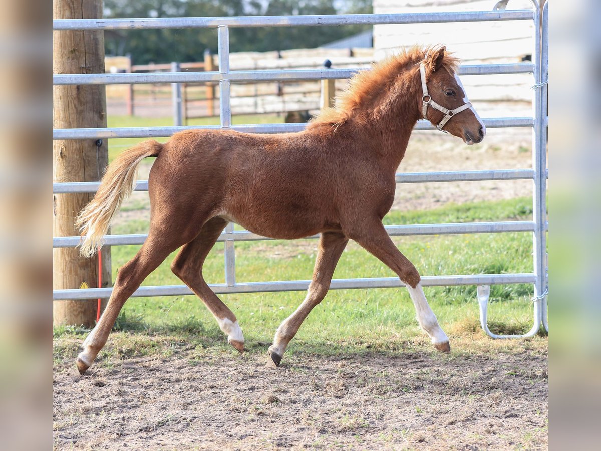 Welsh B Étalon 1 Année 132 cm Alezan in Dörpen