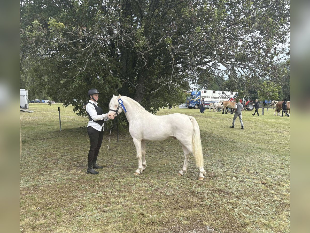 Welsh B Étalon 2 Ans 128 cm Cremello in Str&#xF6;msn&#xE4;sbruk