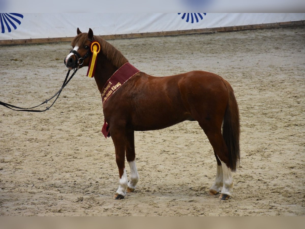 Welsh B Étalon 3 Ans 127 cm Alezan in Beuster