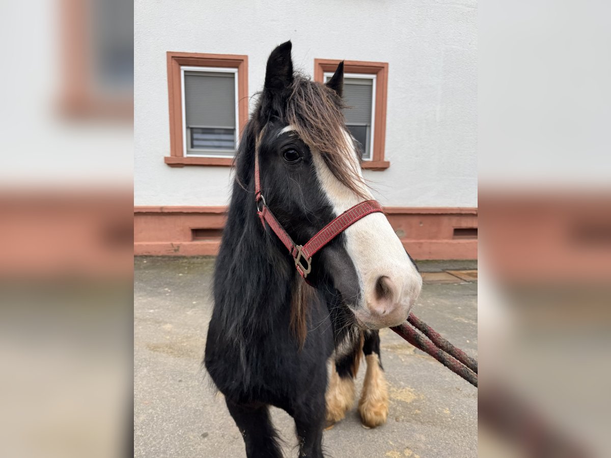 Welsh B Étalon 3 Ans 130 cm Noir in Kleinbundenbach