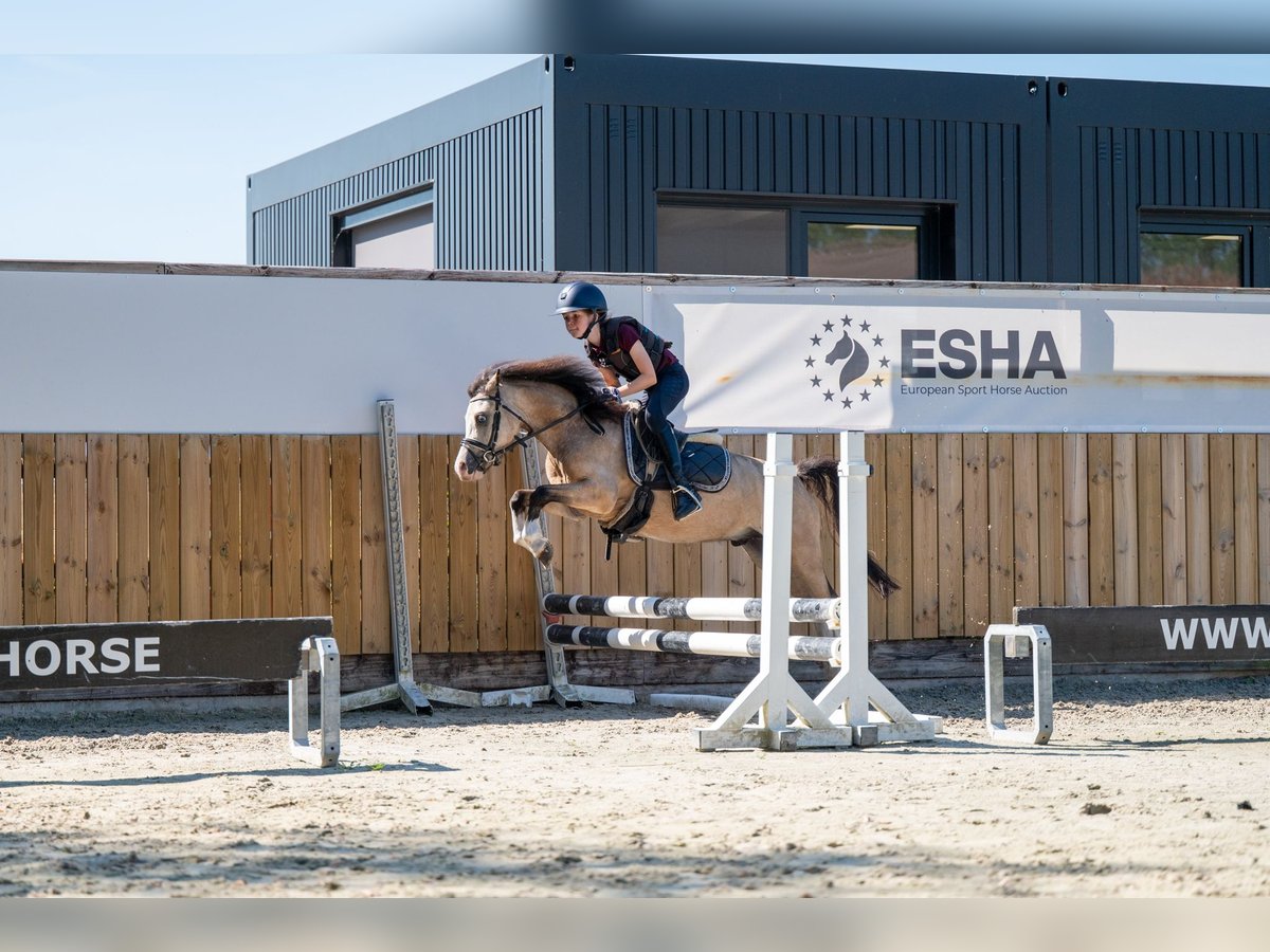 Welsh B Étalon 4 Ans 113 cm Isabelle in GROTE-BROGEL