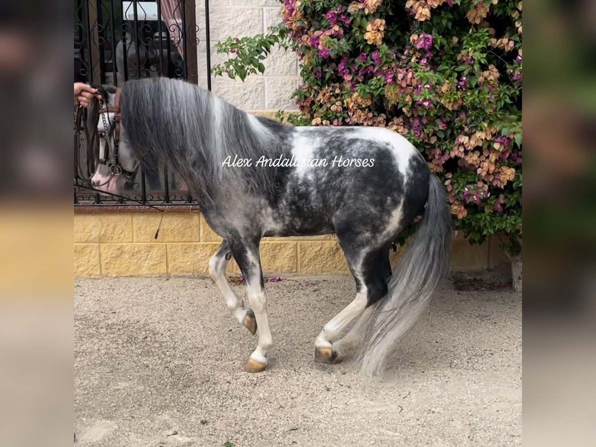 Welsh B Étalon 5 Ans 113 cm Pinto in Sevilla