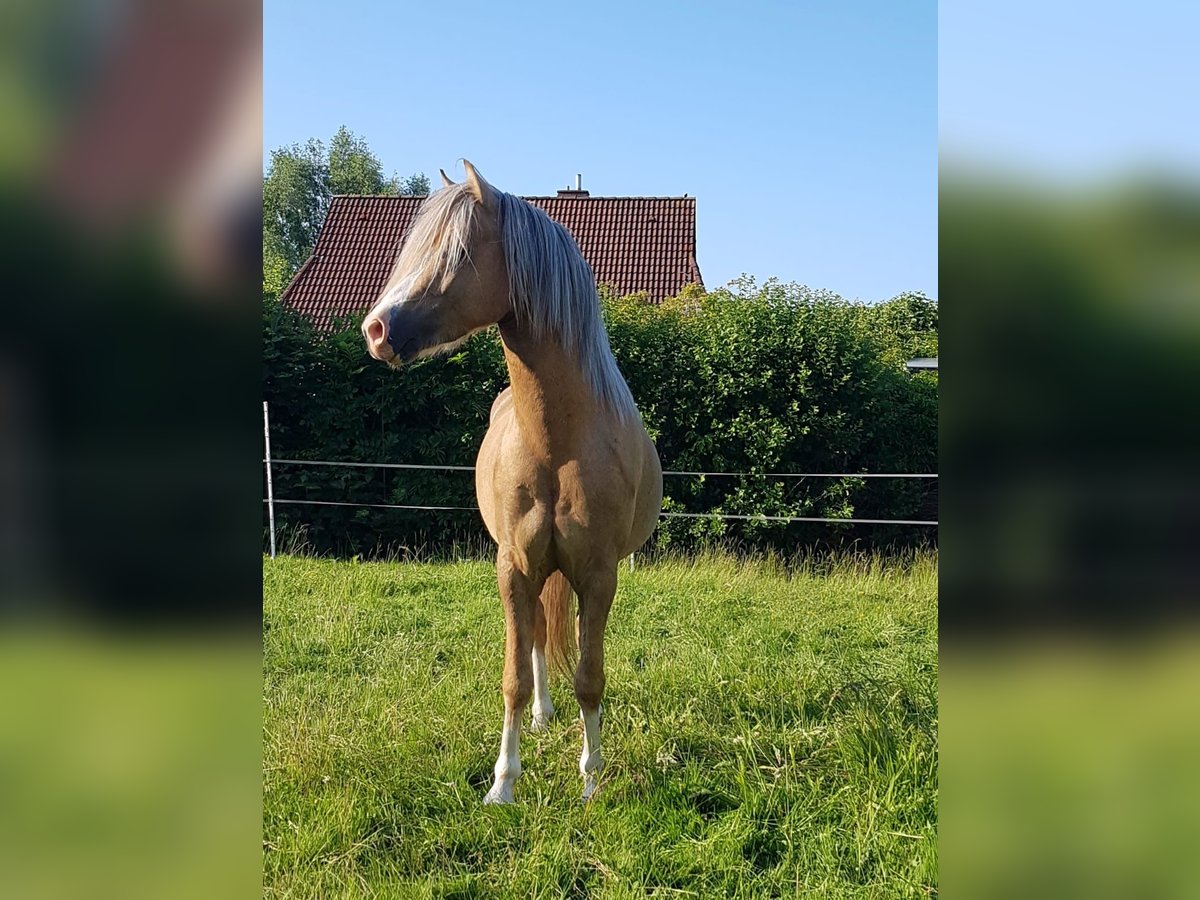 Welsh B Étalon 6 Ans 126 cm Palomino in Wangerland Hohenkirchen