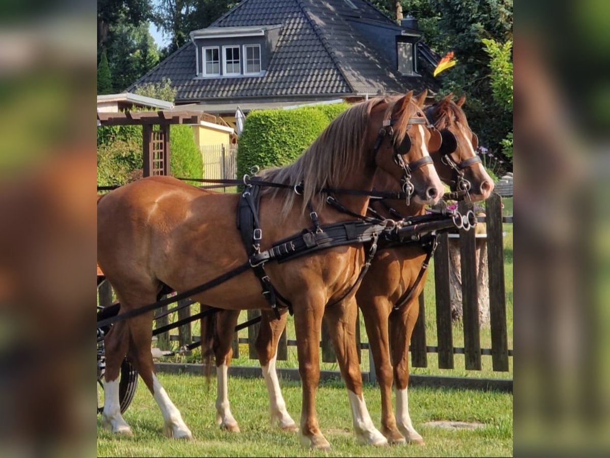 Welsh B Étalon 6 Ans 139 cm Alezan in Berlin