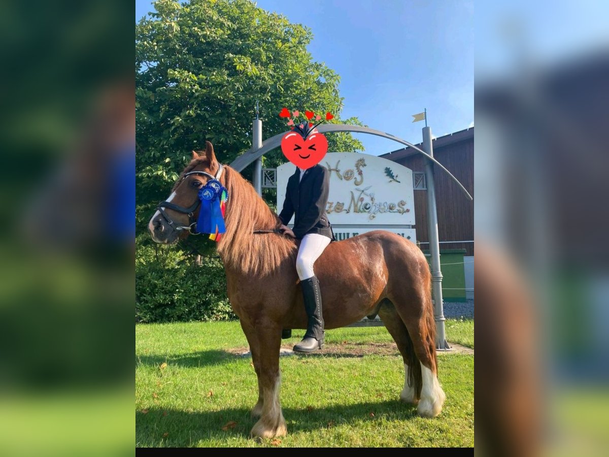 Welsh B Gelding 10 years 12,2 hh Chestnut-Red in Essen