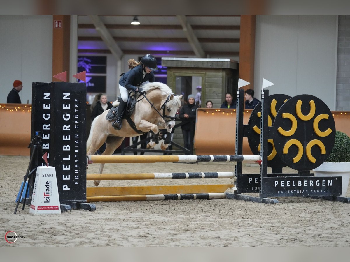 Welsh B Gelding 10 years 12,1 hh Palomino in Landgraaf