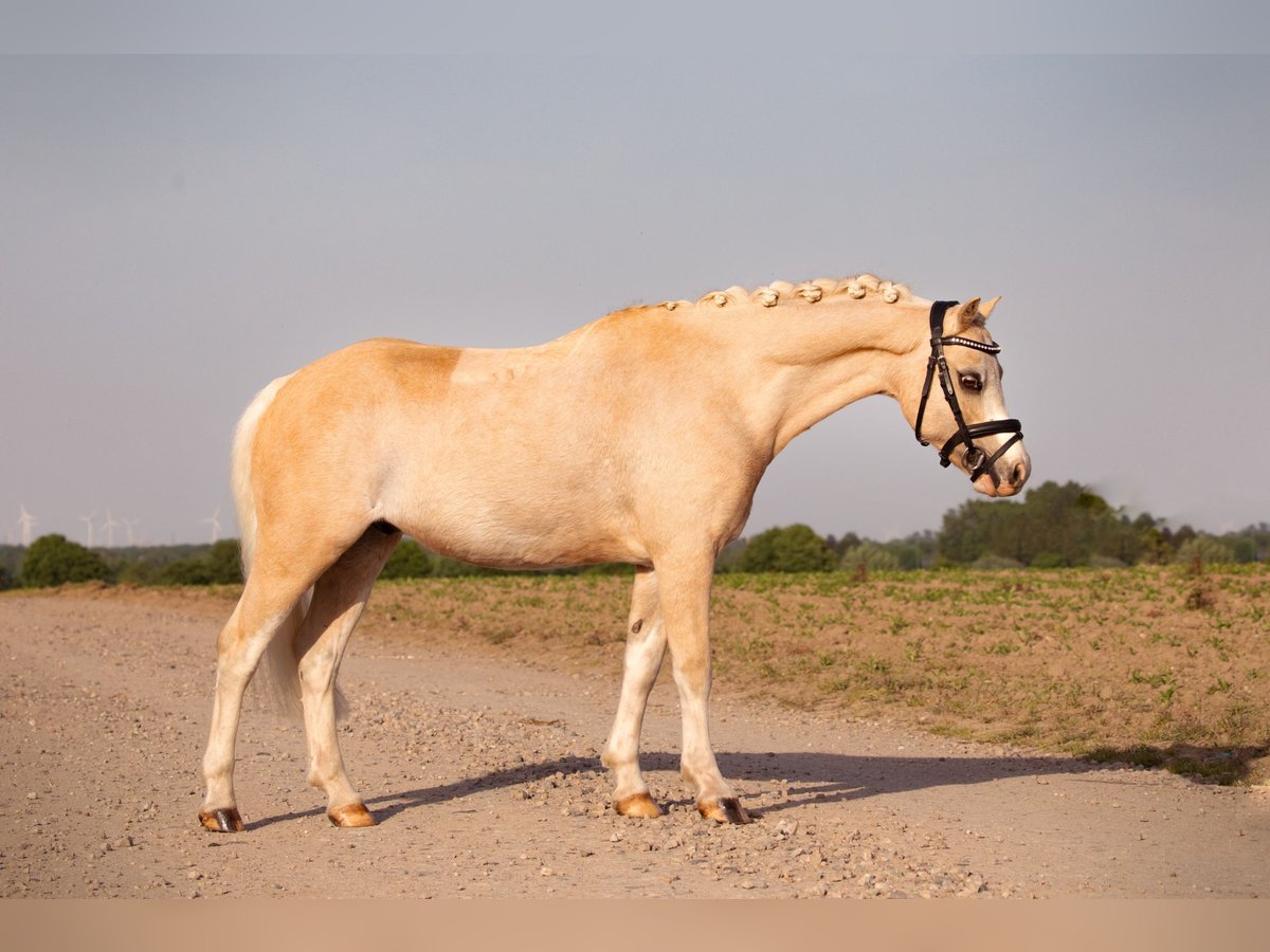 Welsh B Gelding 10 years 12,1 hh Palomino in Landgraaf