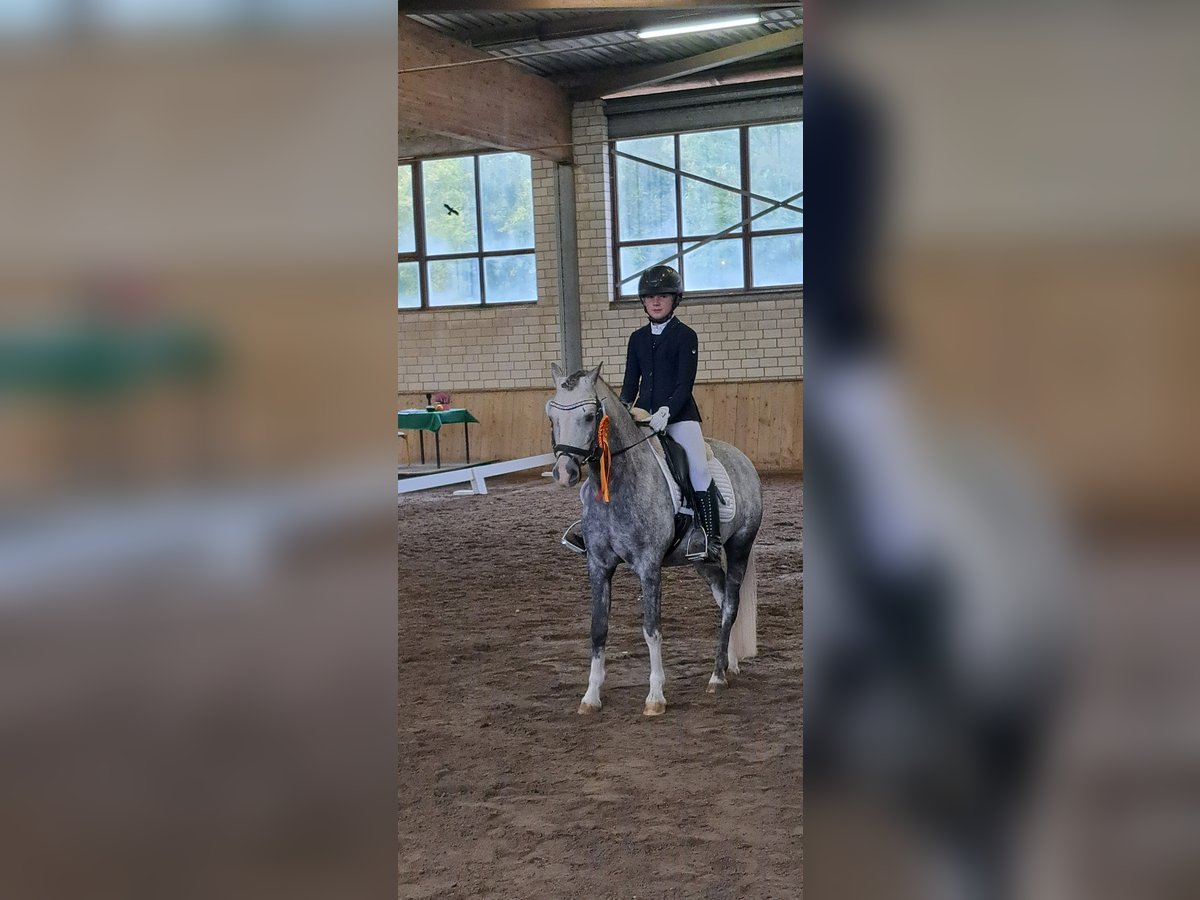 Welsh B Gelding 10 years 12,3 hh Grey-Dapple in Burgdorf