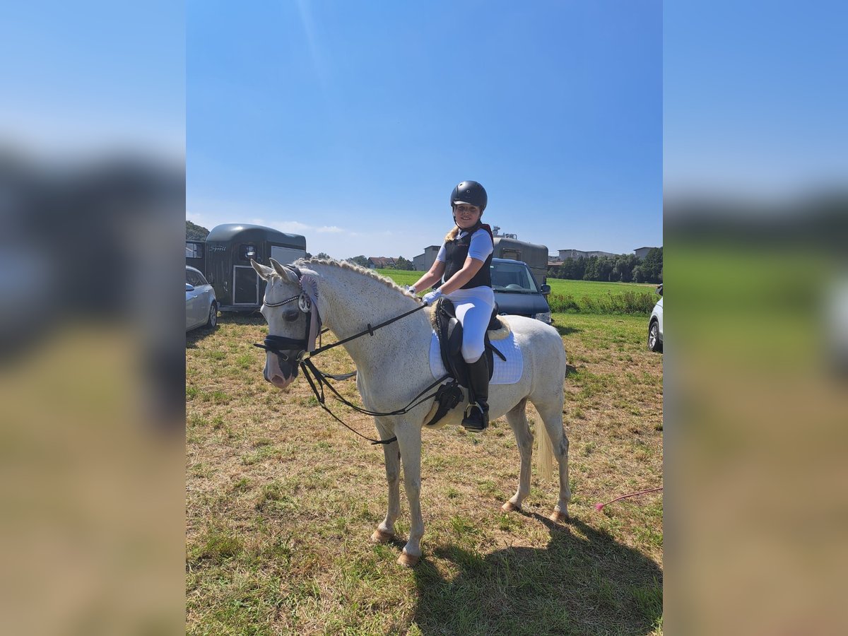 Welsh B Gelding 10 years 13,1 hh Grey in Aichstetten