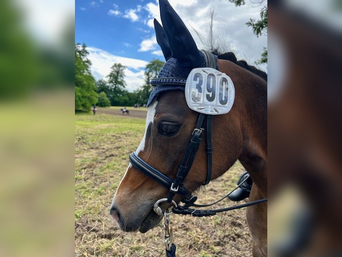 Welsh B Gelding 11 years 12,2 hh Bay-Dark in Reinfeld (Holstein)