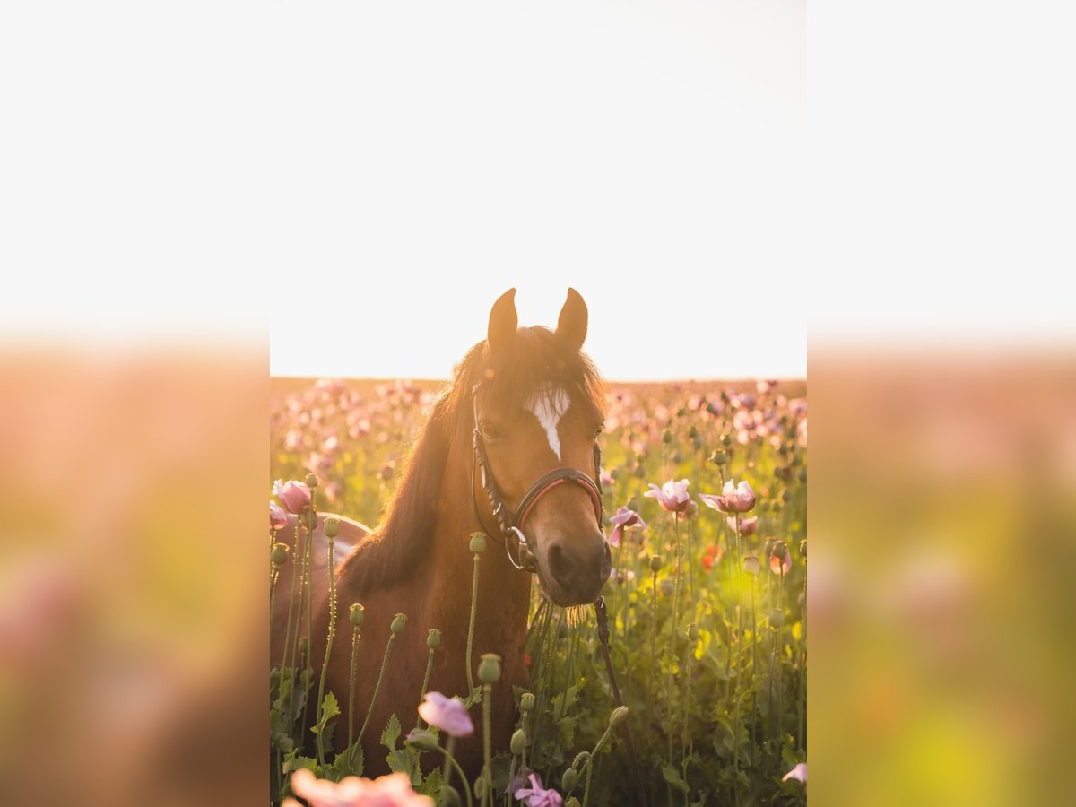 Welsh B Gelding 11 years 13,1 hh Brown in Salzhemmendorf