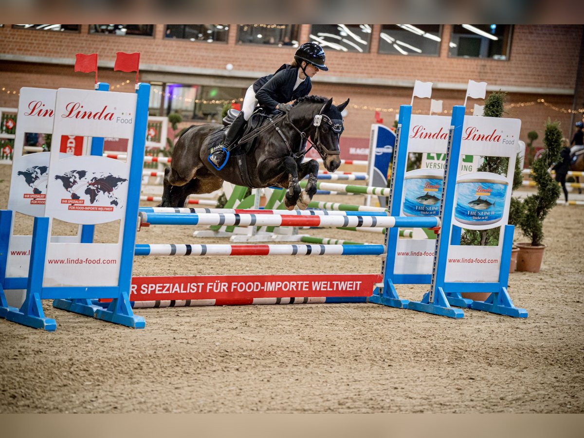 Welsh B Gelding 11 years 13,1 hh Smoky-Black in Paderborn