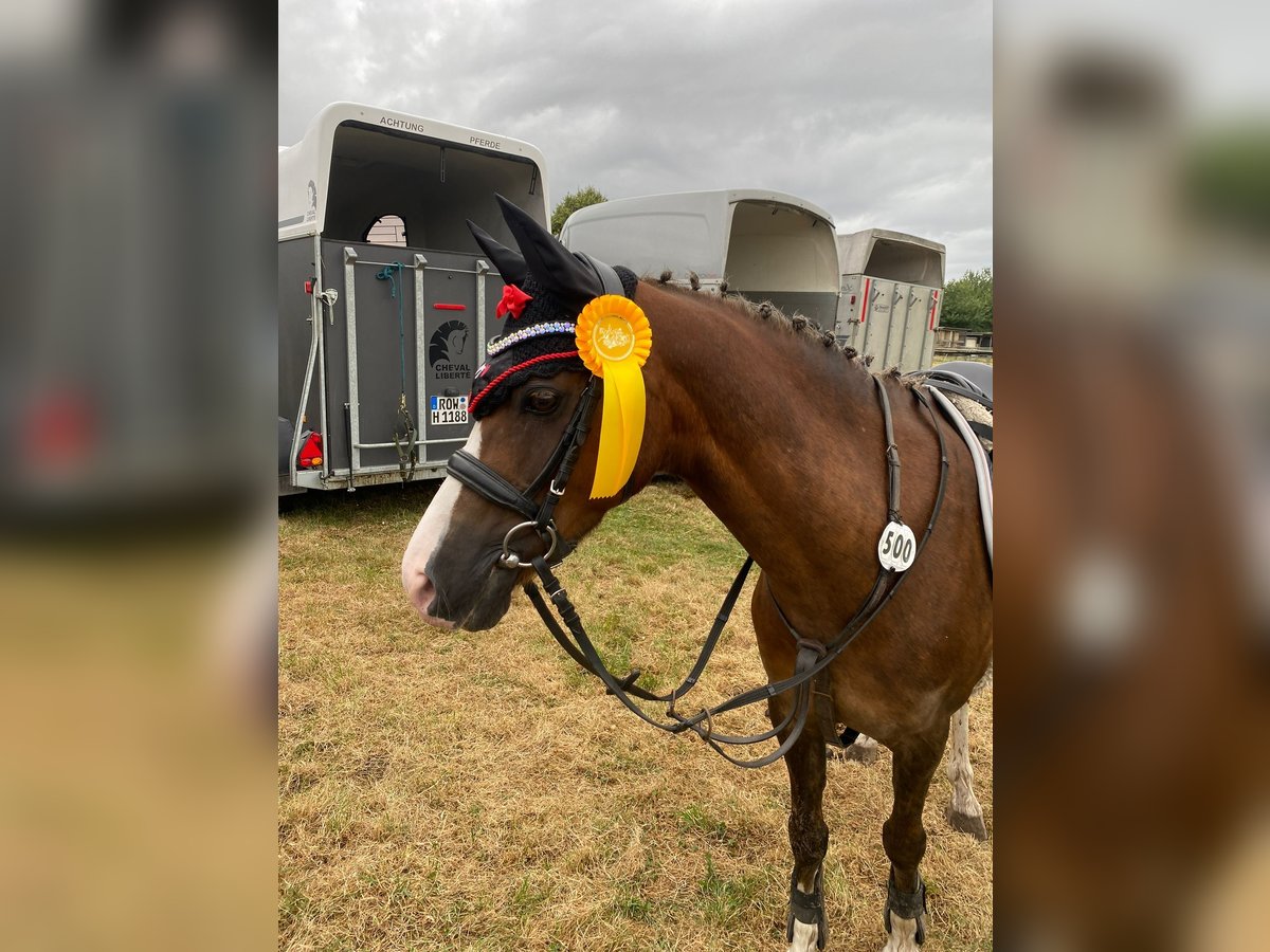 Welsh B Gelding 12 years 13,1 hh Chestnut in Sottrum