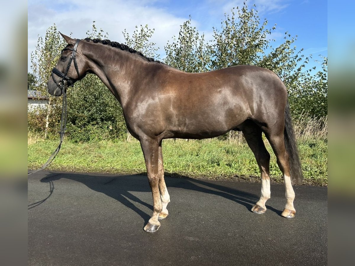 Welsh B Gelding 12 years 15,1 hh in Friesoythe