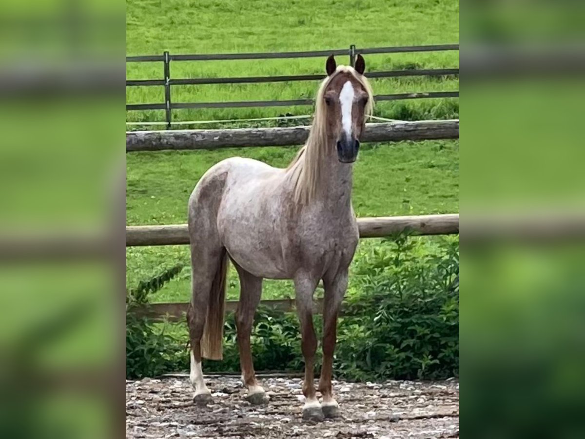 Welsh B Gelding 13 years 12,3 hh in Dietikon