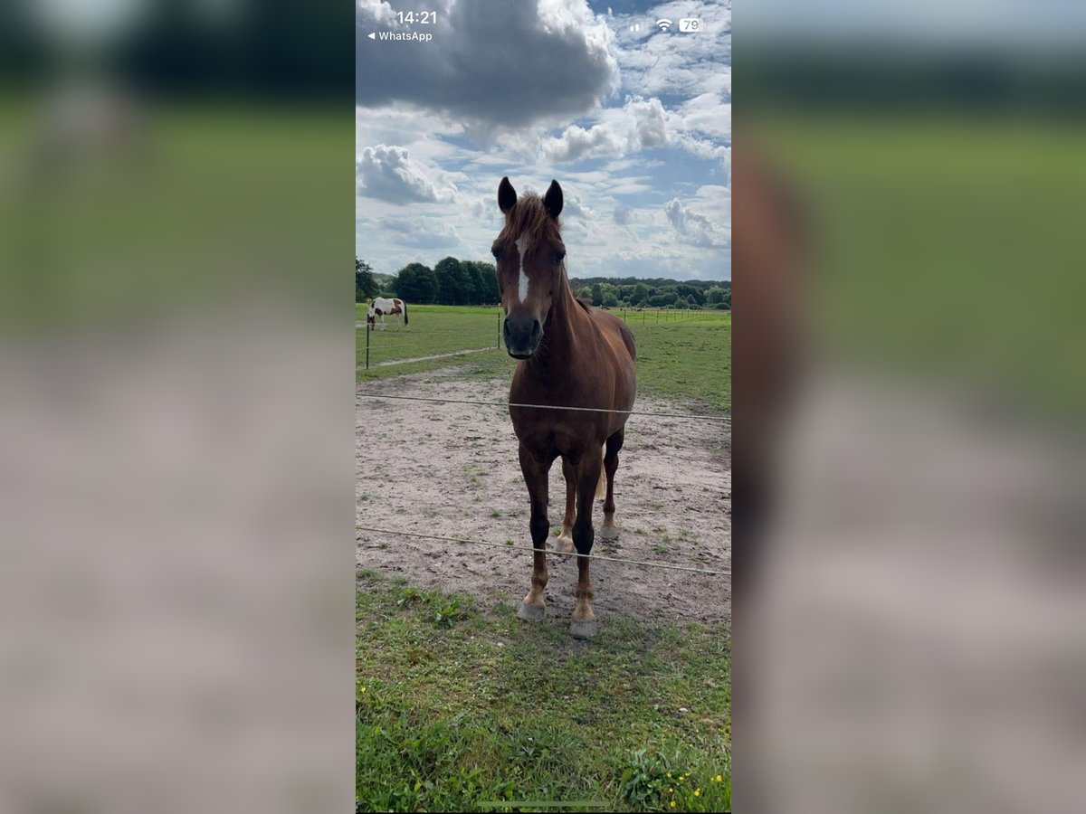 Welsh B Gelding 13 years 13,2 hh Chestnut in Wahlstedt